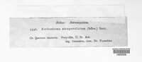 Biscogniauxia atropunctata image